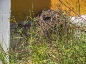A small, intricately woven bird's nest made of dry grass and twigs tucked into a corner of a white and yellow wall, partially hidden by tall green grass and thorny vines in Christoffel National Park.