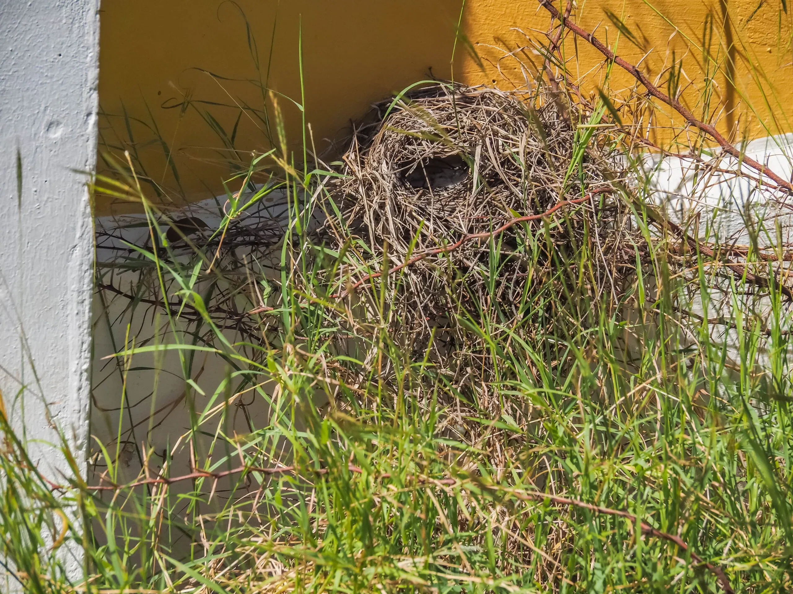 A small, intricately woven bird's nest made of dry grass and twigs tucked into a corner of a white and yellow wall, partially hidden by tall green grass and thorny vines in Christoffel National Park.